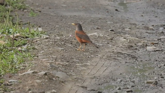 Chestnut Thrush - ML441919581