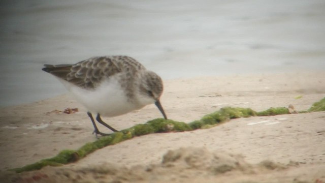 Little Stint - ML441919911