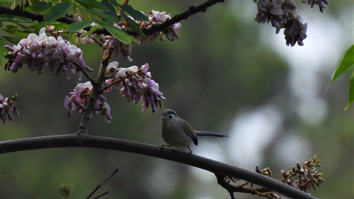 Blue-winged Minla - ML441920061