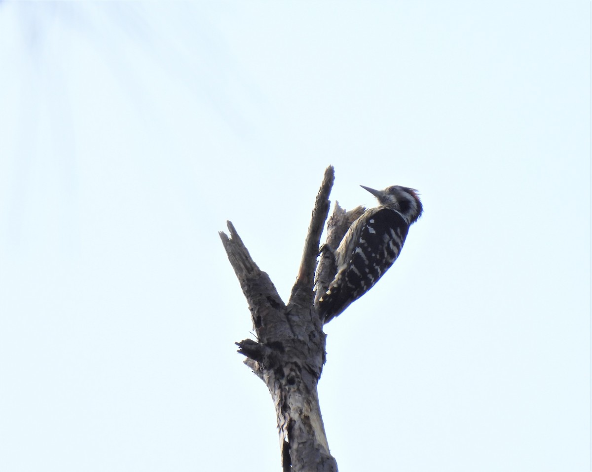 Gray-capped Pygmy Woodpecker - ML441920401