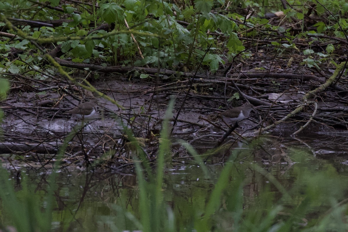 Common Sandpiper - ML441921171