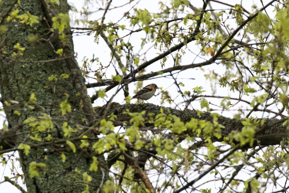 Brambling - ML441921211