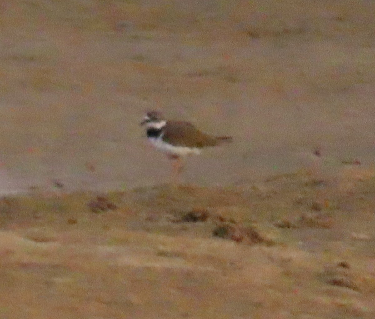 Common Ringed Plover - ML441921731