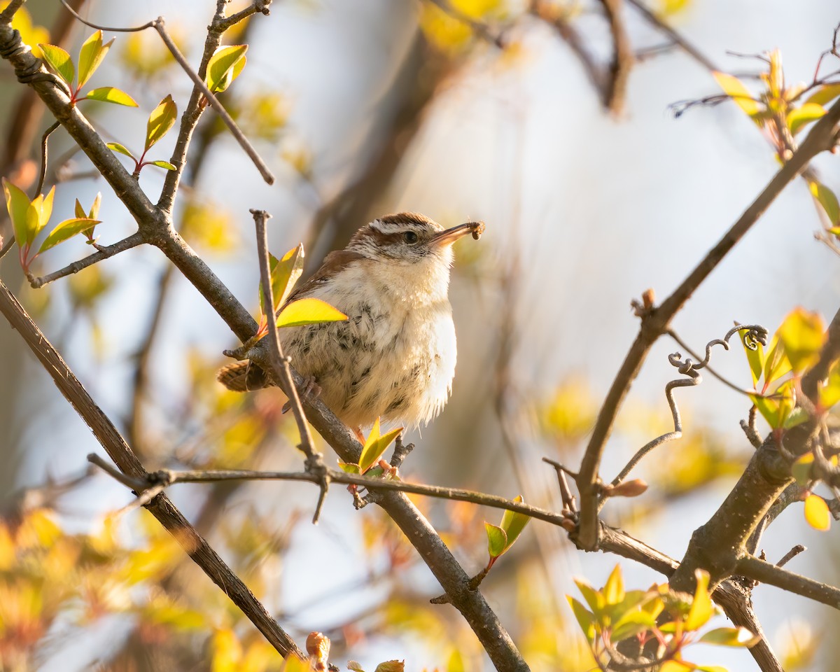 Carolina Wren - ML441922171