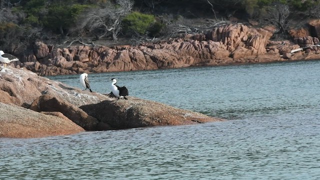 Black-faced Cormorant - ML441922231