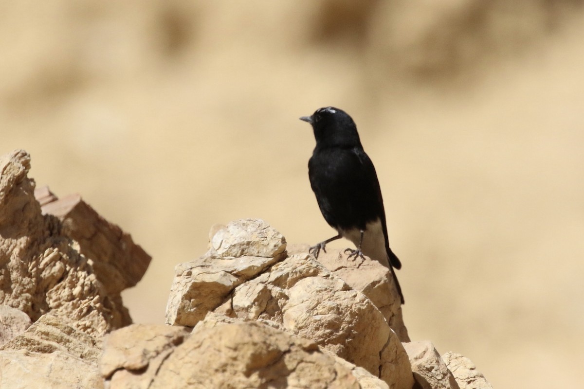 White-crowned Wheatear - ML441922311