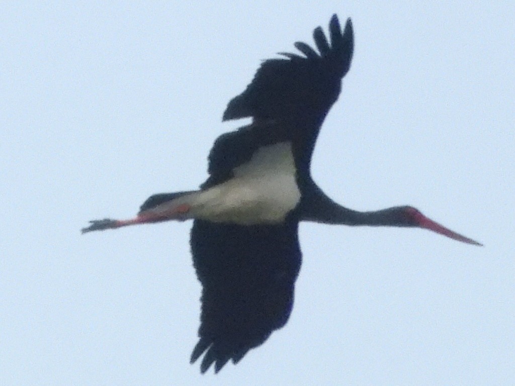 Black Stork - ML441924561