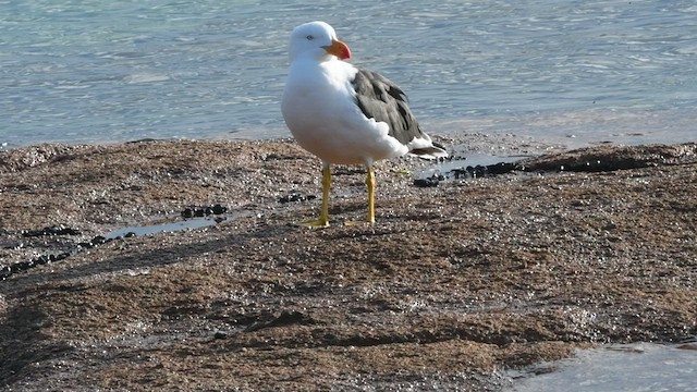 Gaviota de Tasmania - ML441924961