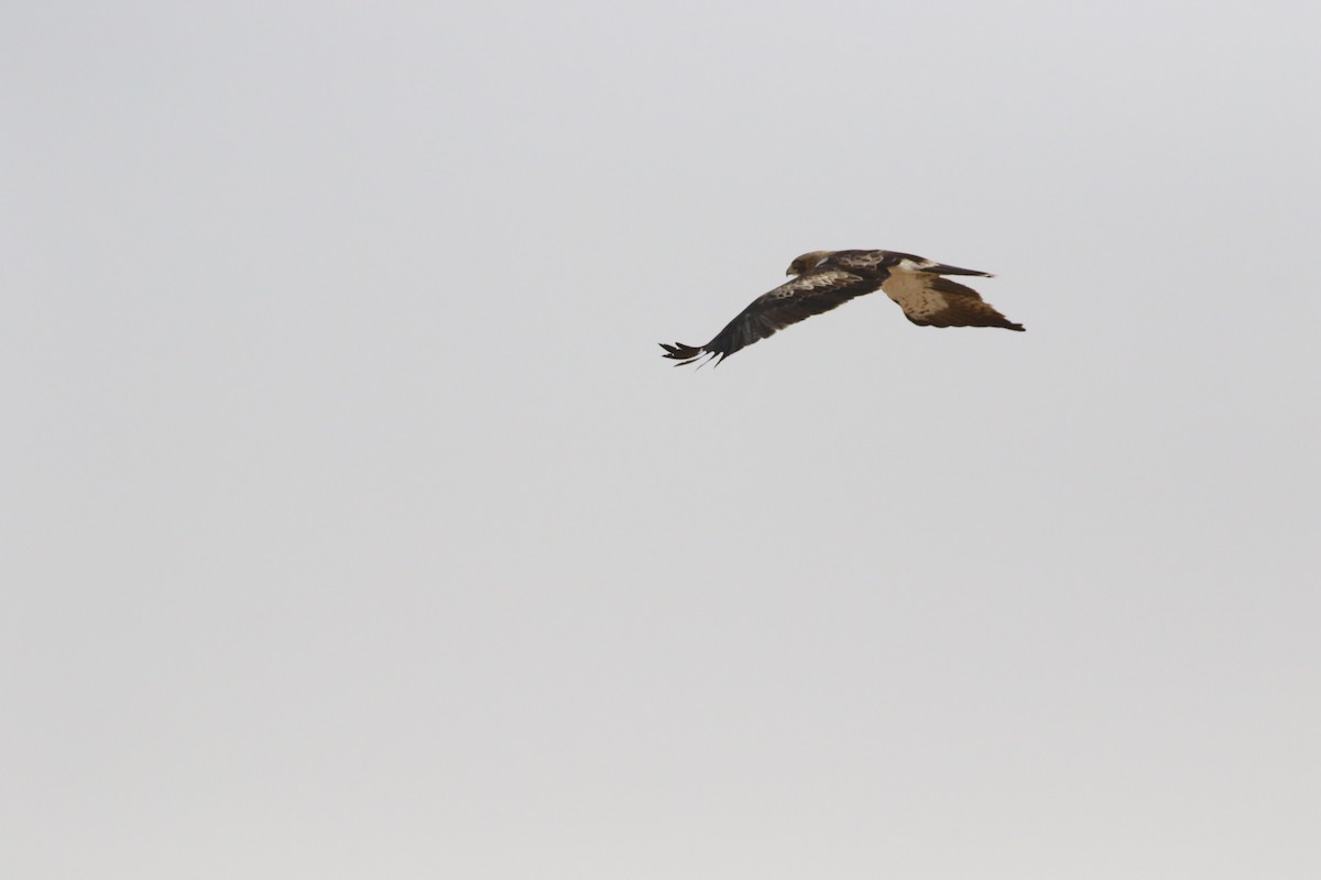 Booted Eagle - ML441925961