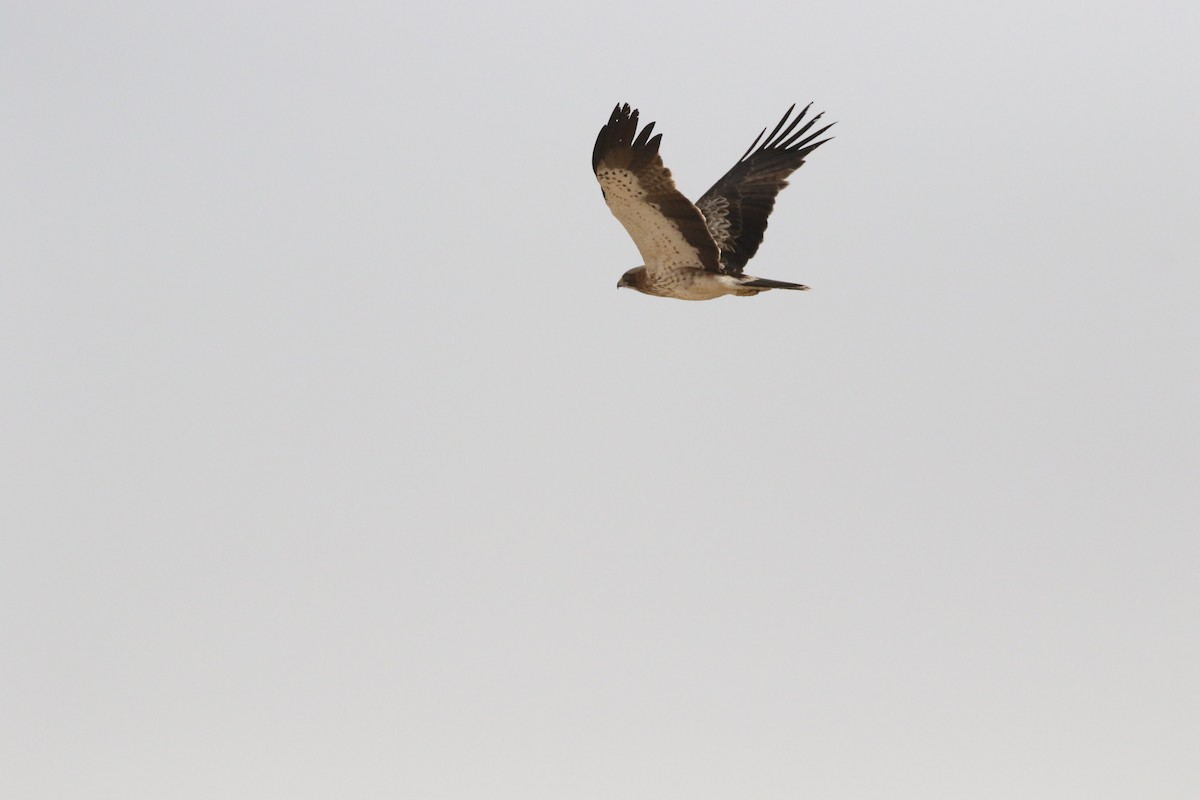 Booted Eagle - ML441925971