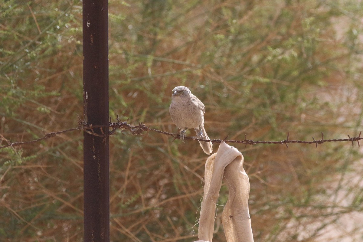 Arabian Babbler - ML441926011