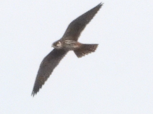 Eurasian Hobby - ML441927651