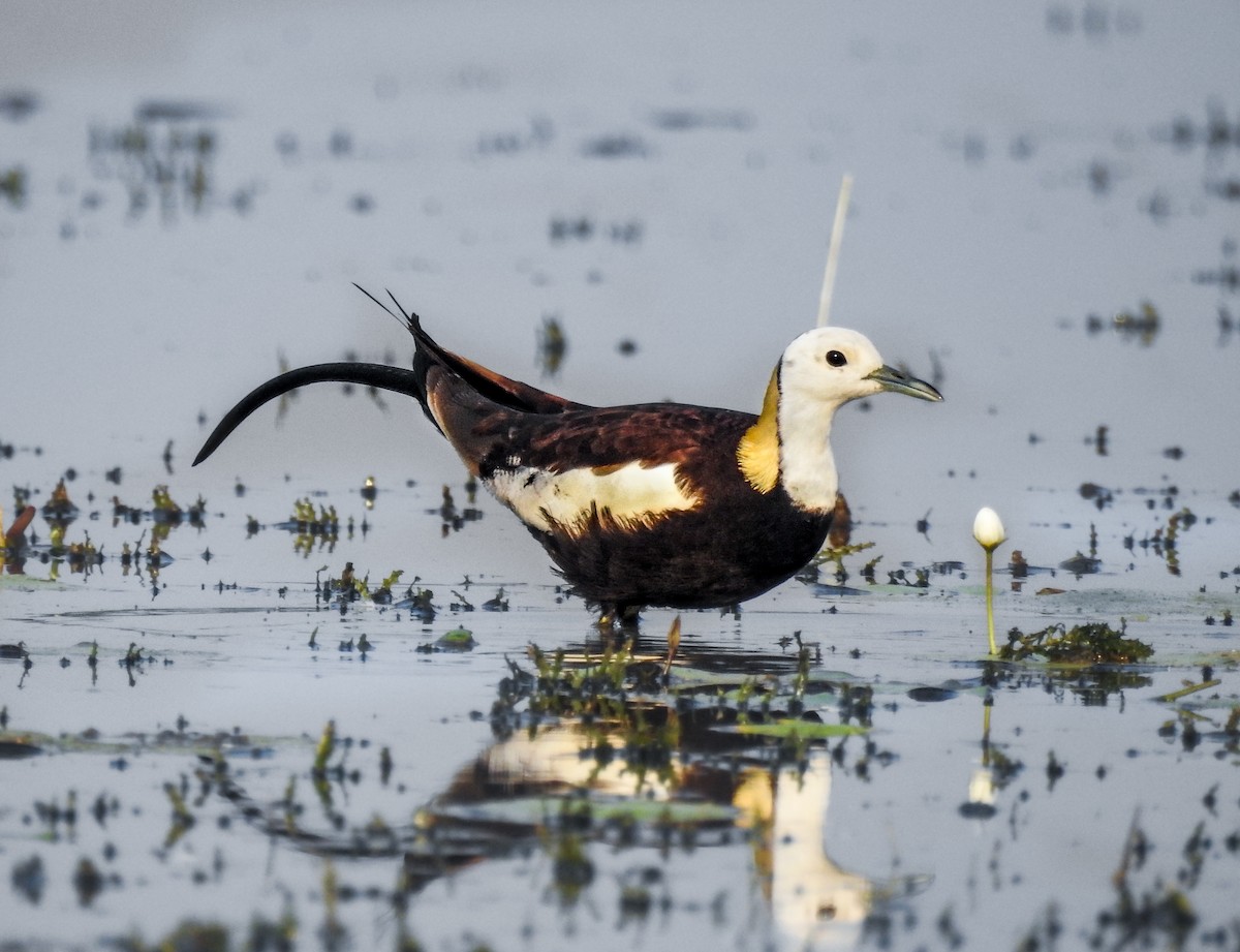 Pheasant-tailed Jacana - ML441928121