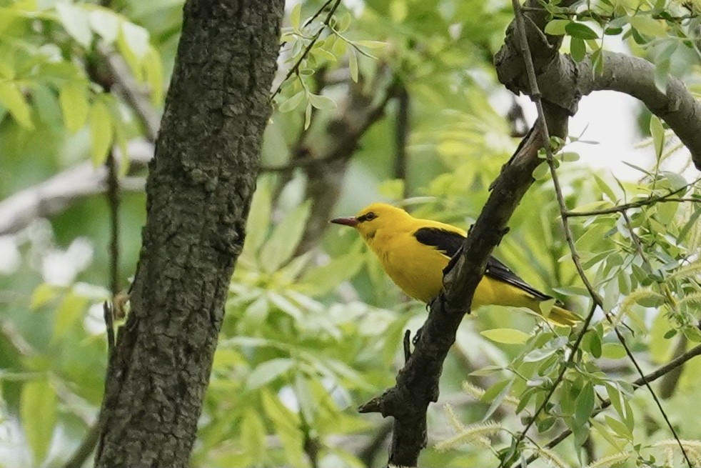 Eurasian Golden Oriole - ML441928191