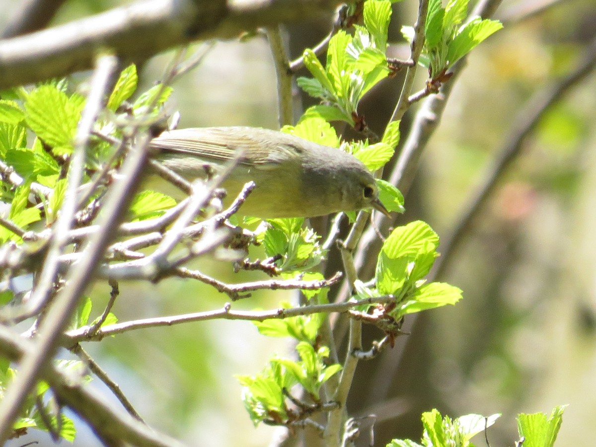 Orange-crowned Warbler - ML441928741