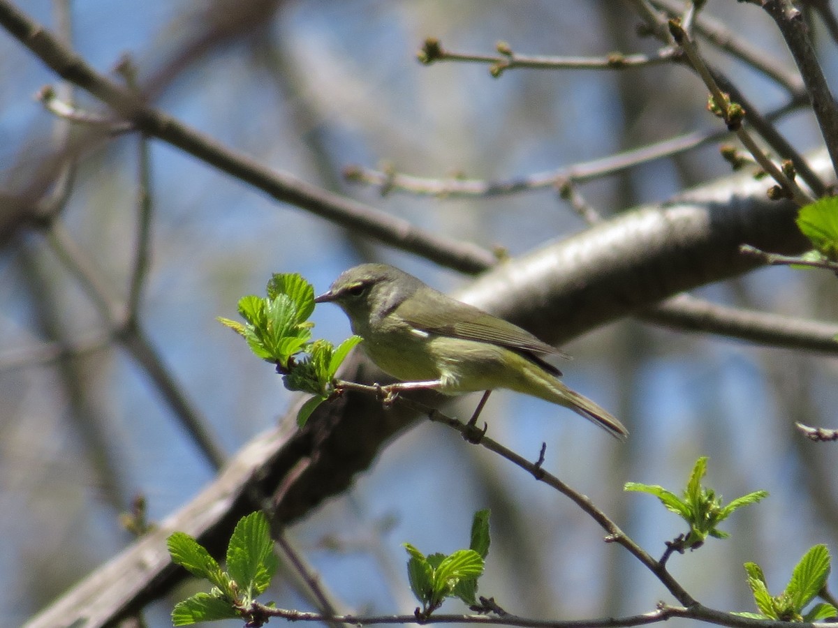 Orange-crowned Warbler - ML441928751