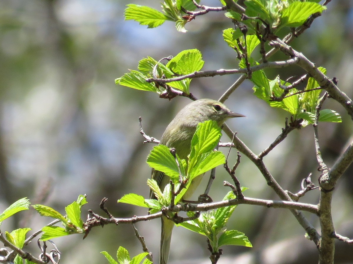 Orange-crowned Warbler - ML441928761