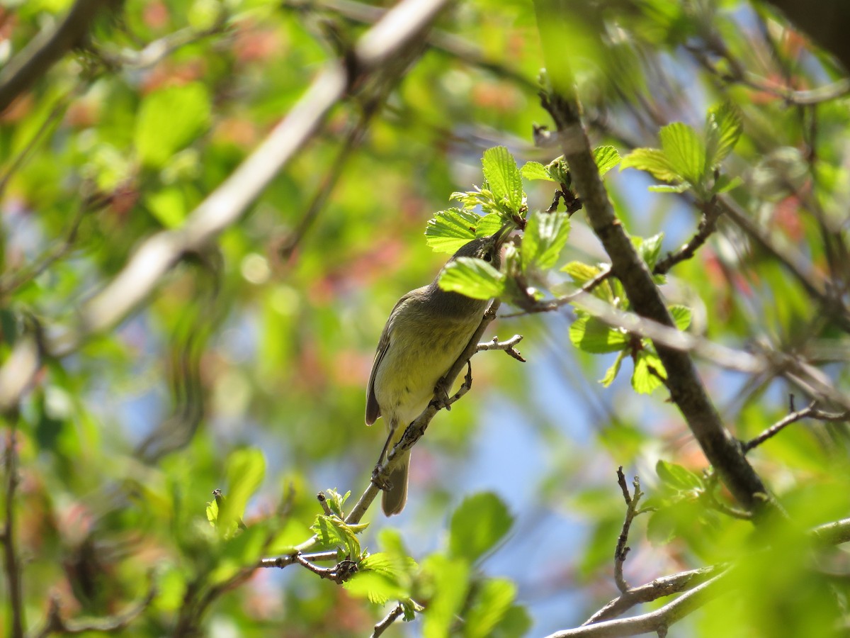 Orange-crowned Warbler - ML441928781