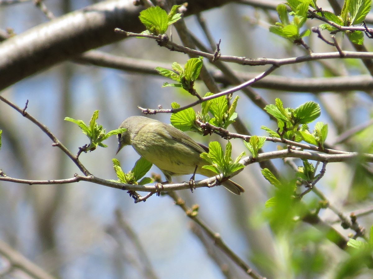 Orange-crowned Warbler - ML441928791