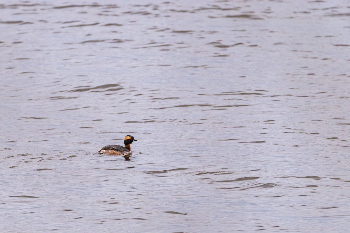 Horned Grebe - ML441930381