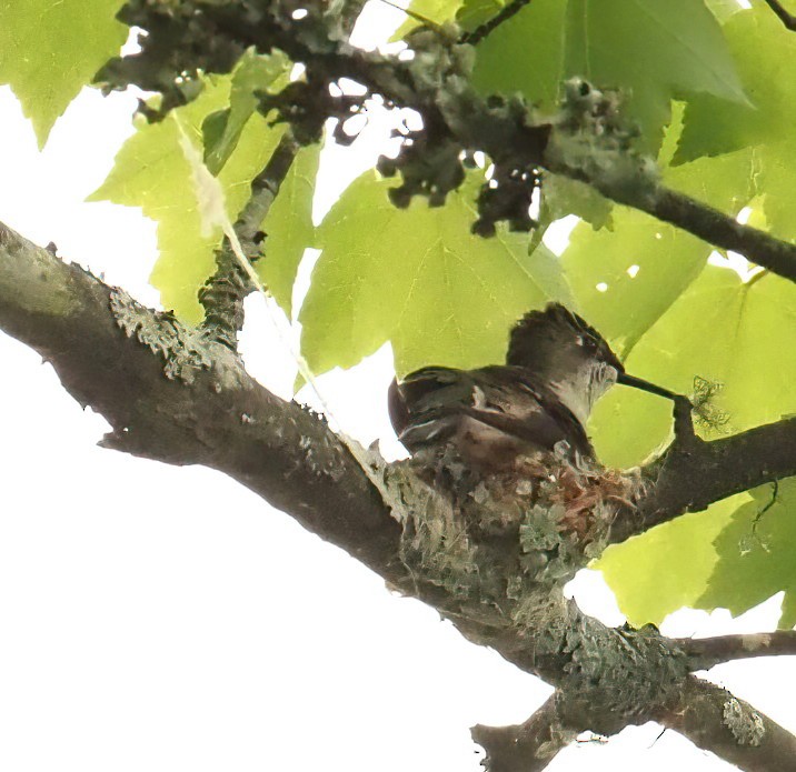 Ruby-throated Hummingbird - ML441931351