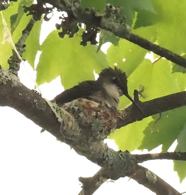 Ruby-throated Hummingbird - ML441931371