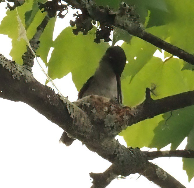 Ruby-throated Hummingbird - ML441931381