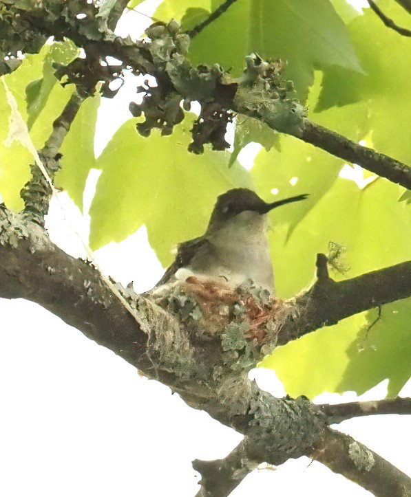Ruby-throated Hummingbird - ML441931391