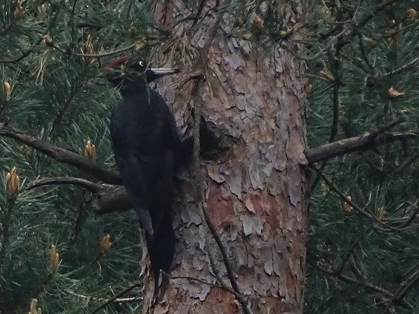 Black Woodpecker - ML441931781