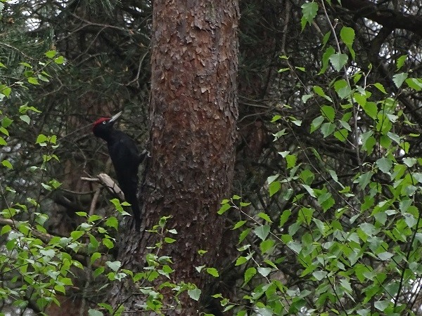 Black Woodpecker - ML441931791