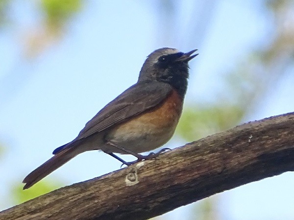 Common Redstart - ML441931941