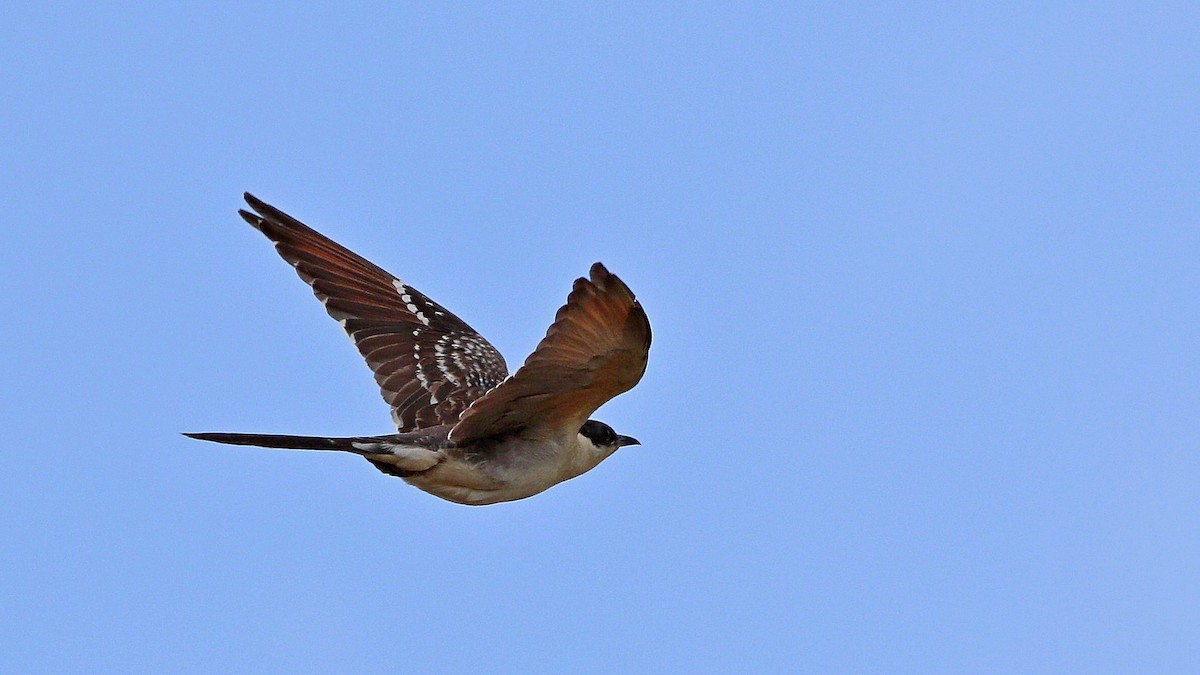 Great Spotted Cuckoo - Hakan YALÇIN