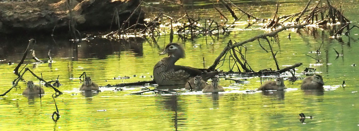 Wood Duck - ML441932471