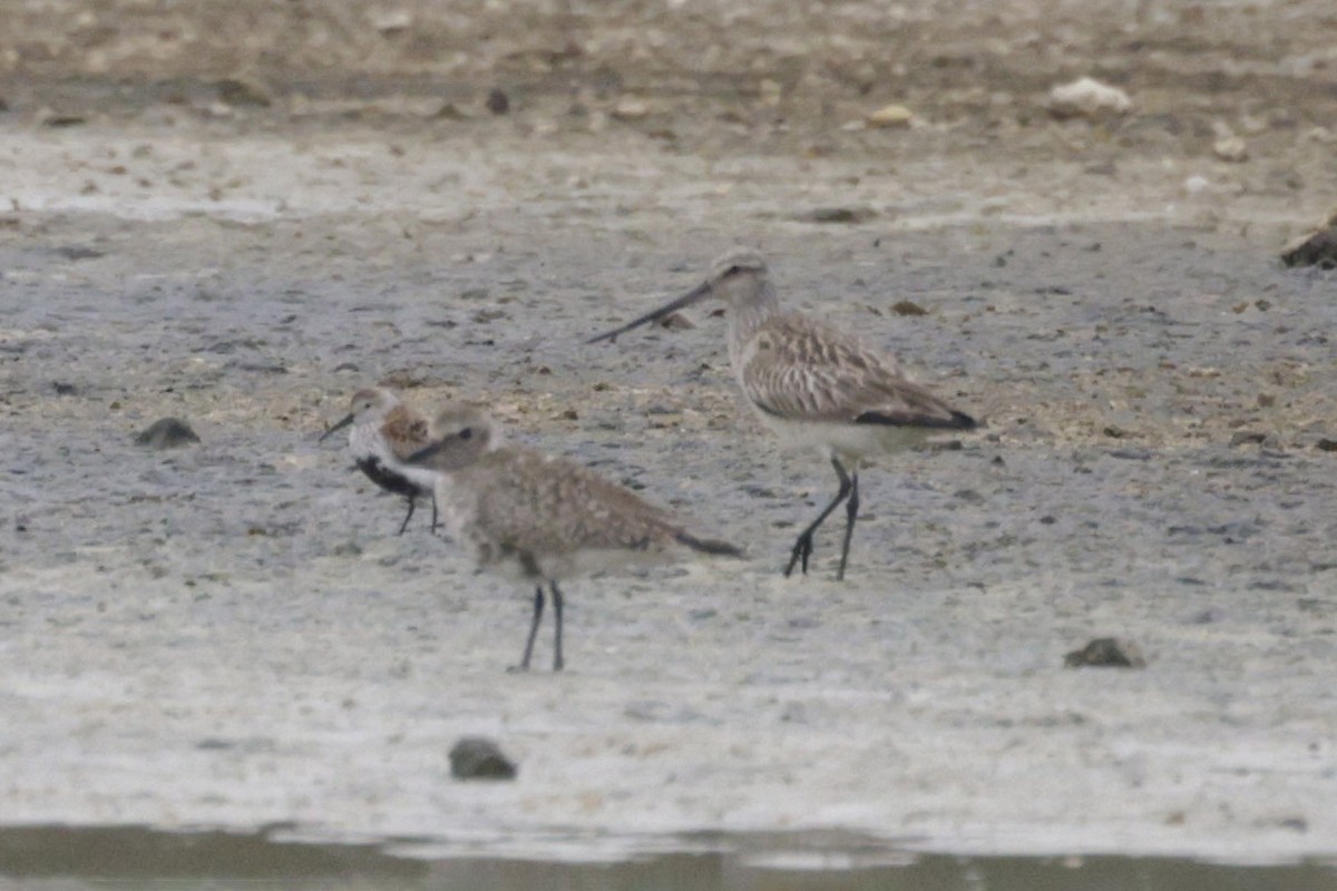 Bar-tailed Godwit - SONER SABIRLI