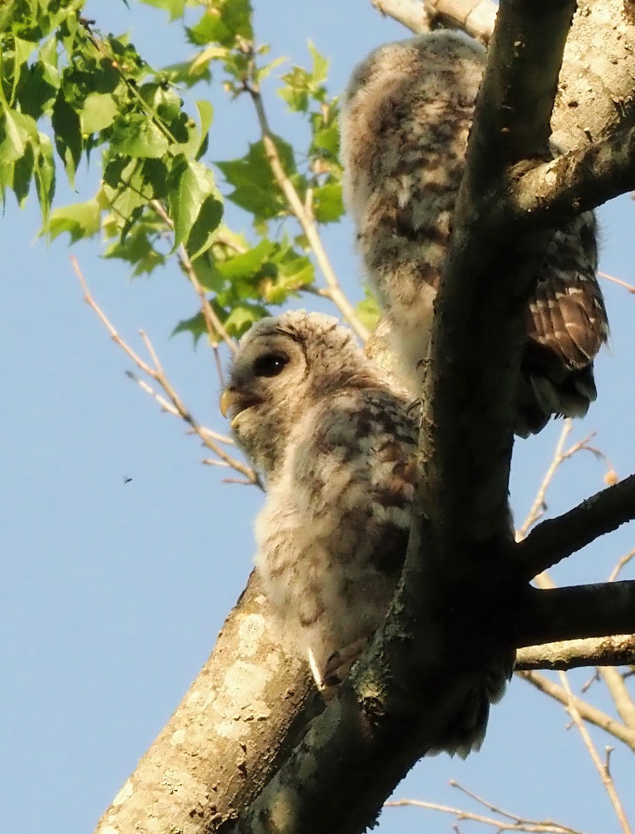 Barred Owl - ML441932641