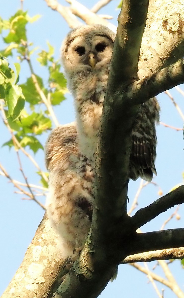Barred Owl - ML441932651