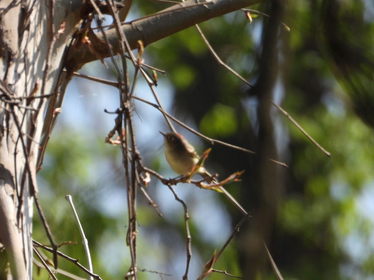 Ruby-crowned Kinglet - Rick Luehrs