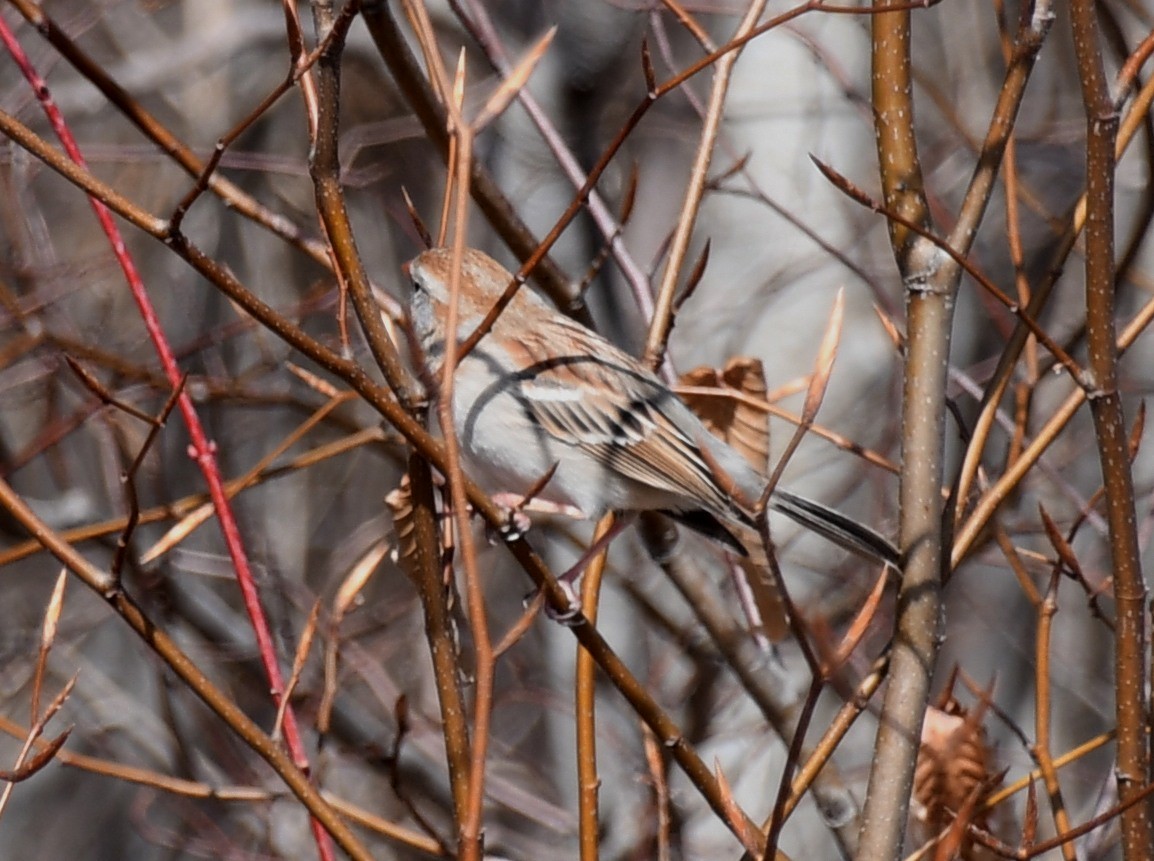 Field Sparrow - Randy Bodkins