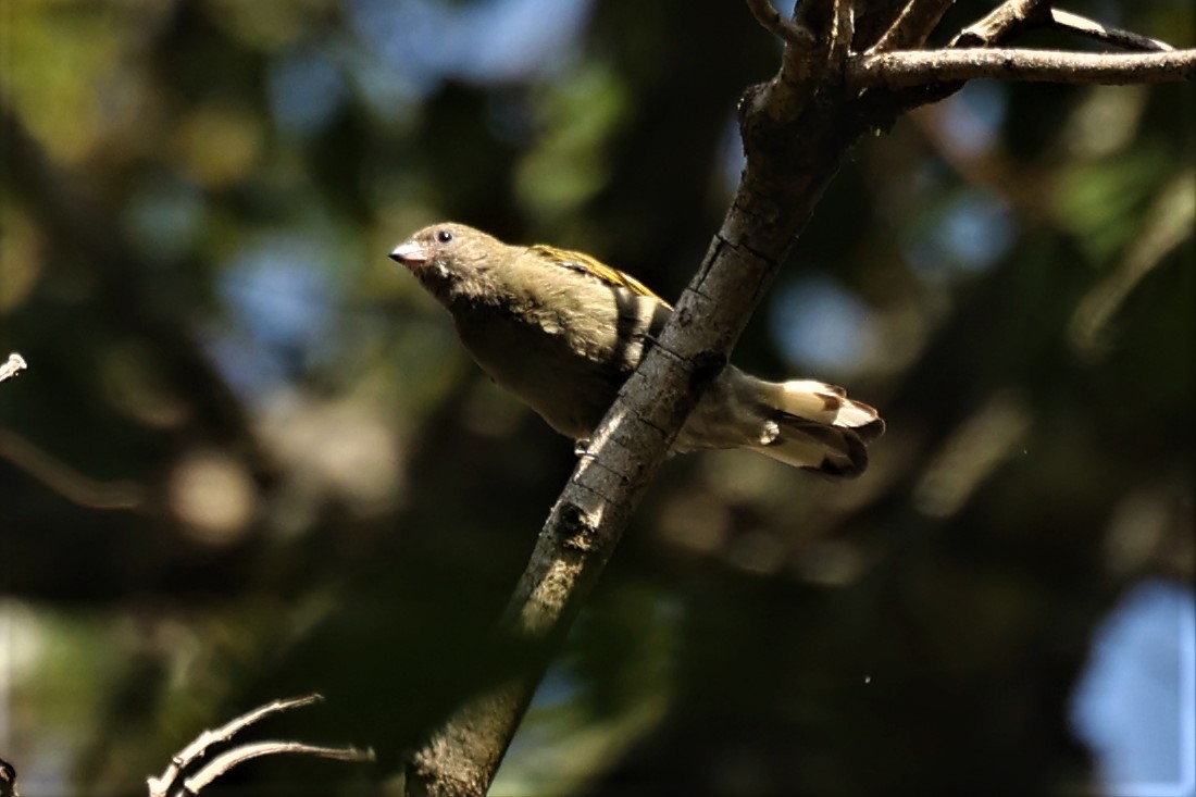 Lesser Honeyguide (Thick-billed) - ML441936681