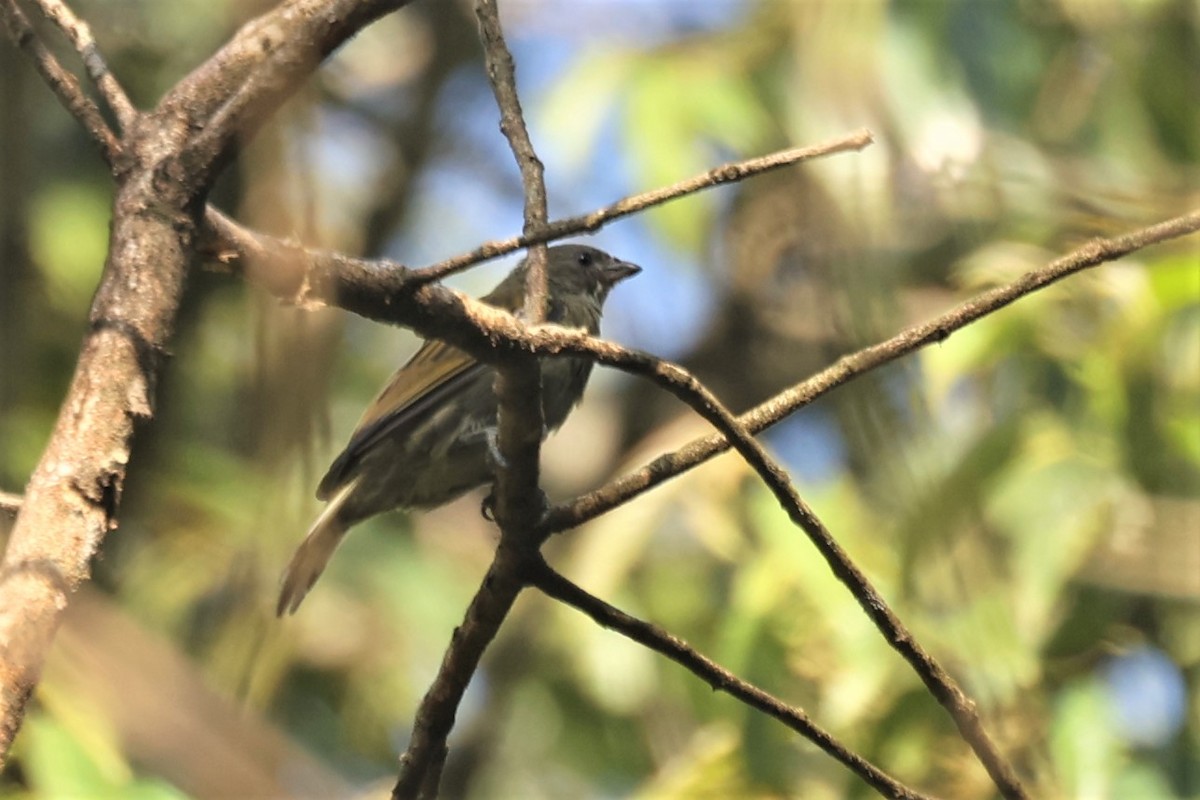 Lesser Honeyguide (Thick-billed) - Gottlieb Dandliker