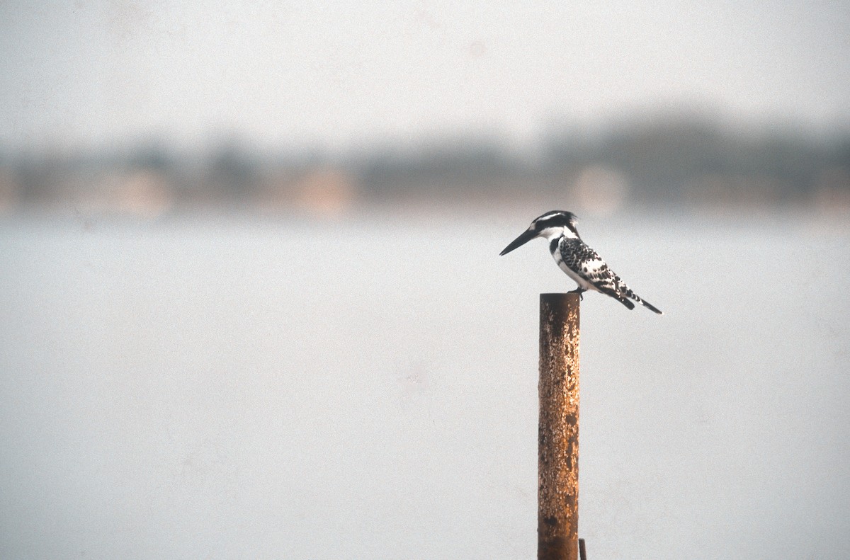Pied Kingfisher - Vincent Rufray