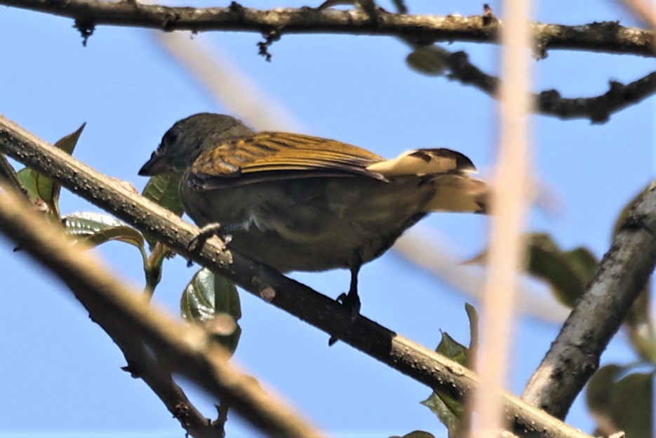 Lesser Honeyguide (Thick-billed) - ML441938251