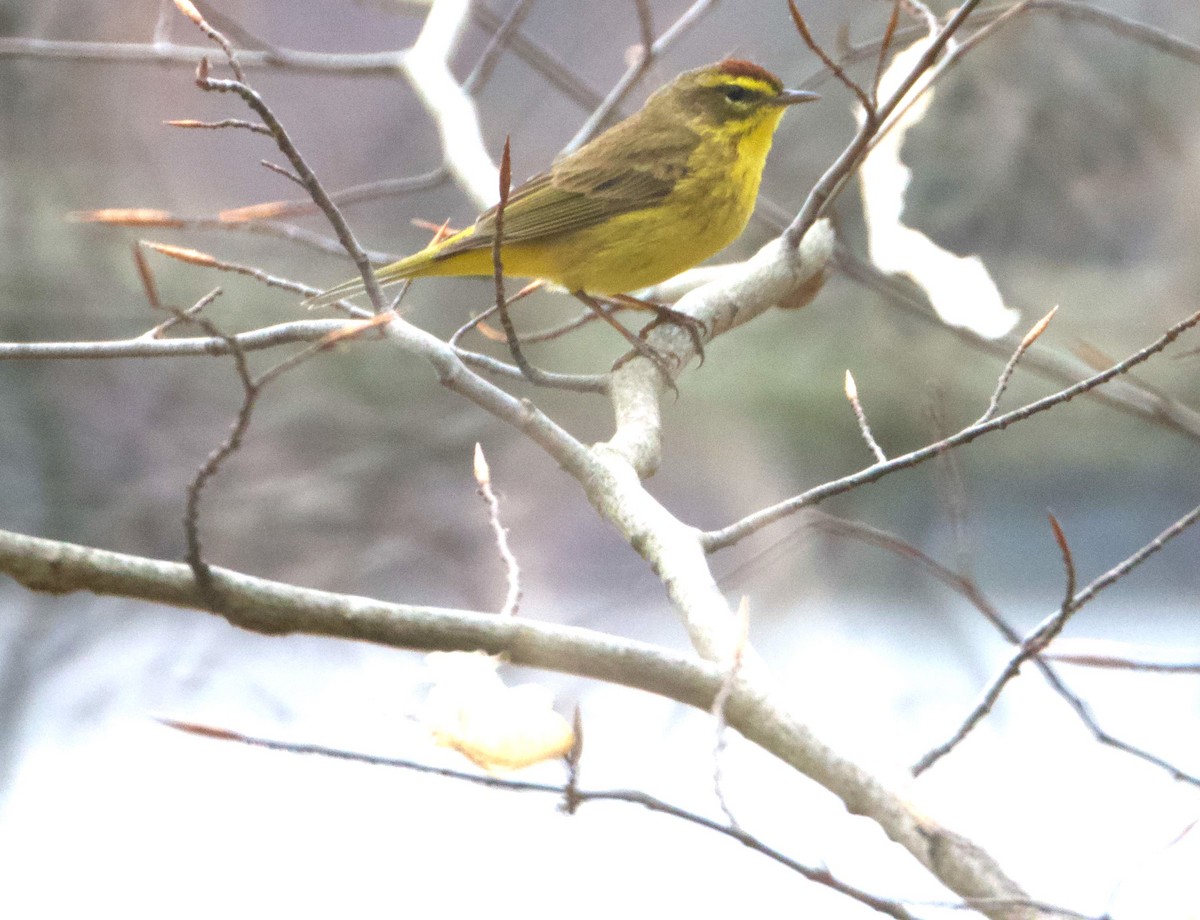 Palm Warbler - Bryan Brown