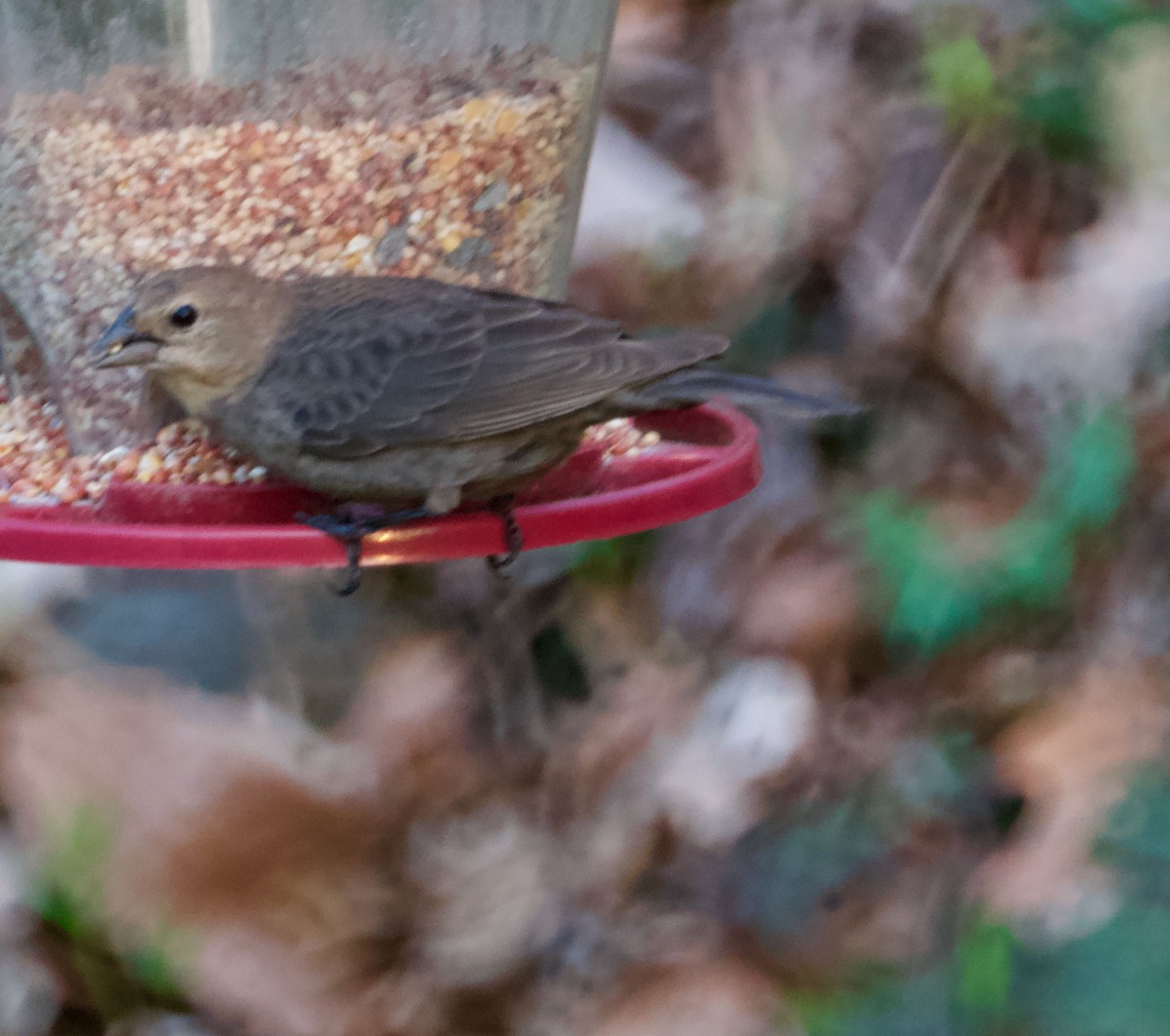 Brown-headed Cowbird - Bryan Brown