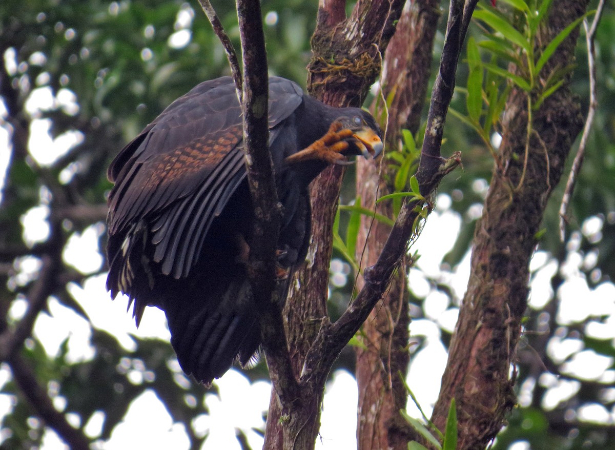 Common Black Hawk - Andrés M. Cuervo