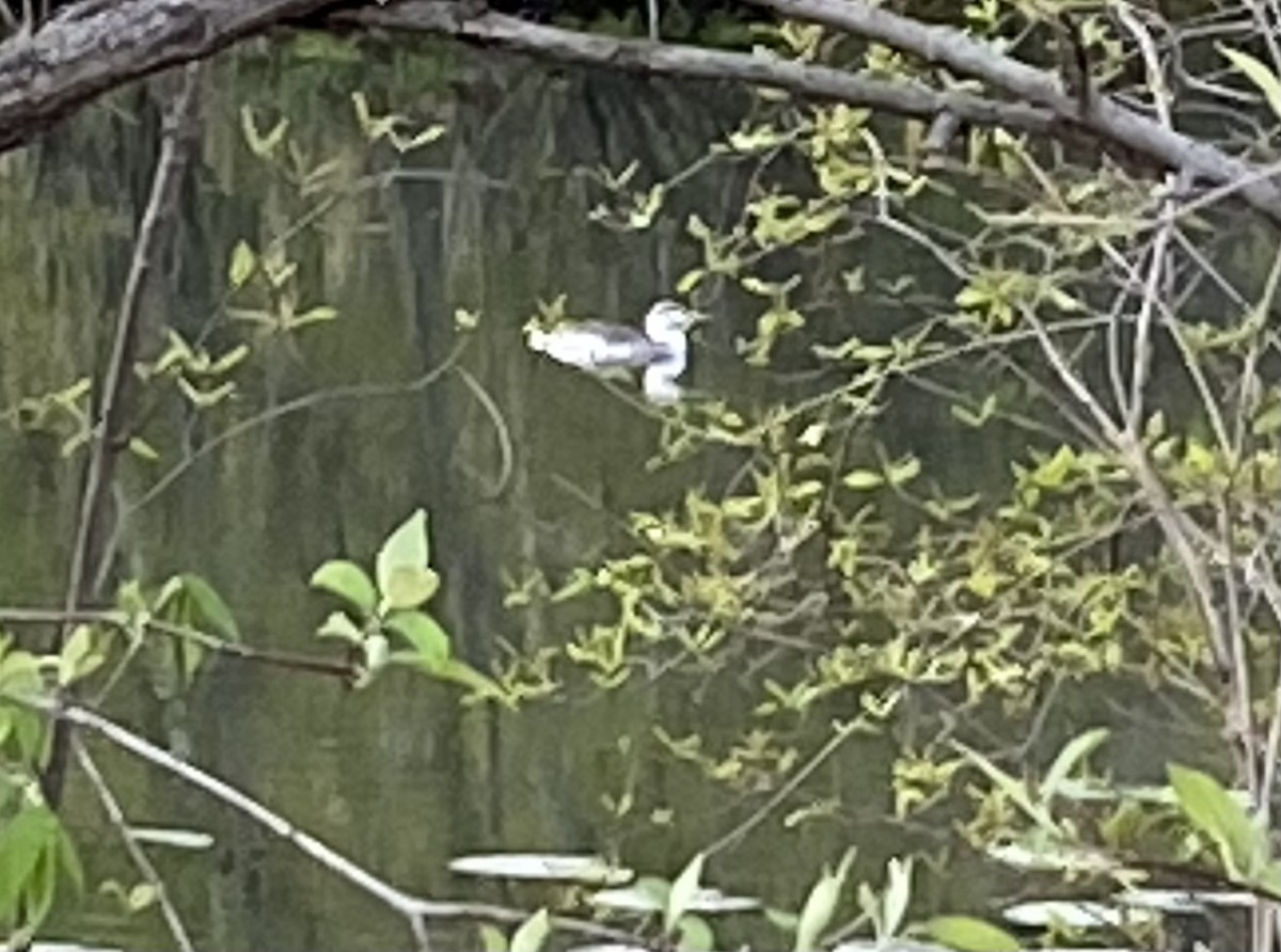 Red-throated Loon - ML441943441