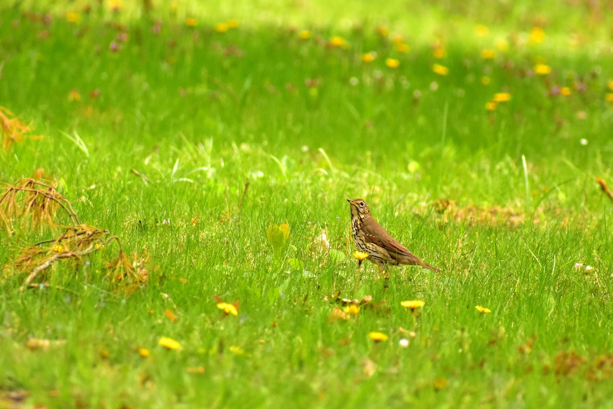 Song Thrush - ML441943471