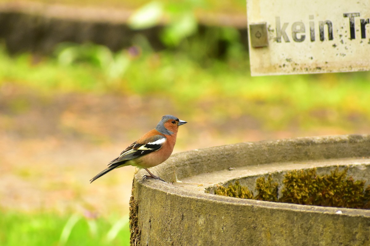 Common Chaffinch - ML441943561