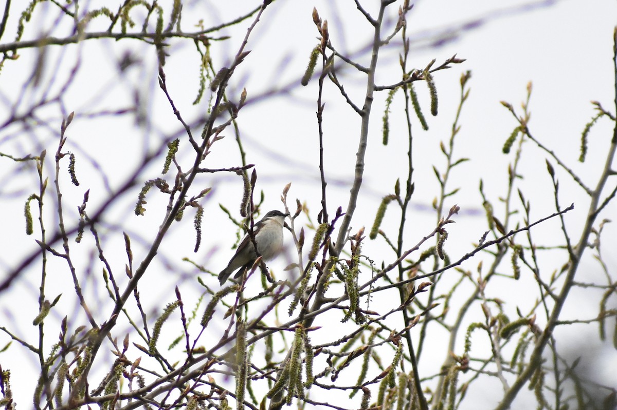 European Pied Flycatcher - ML441943701