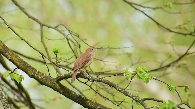 Common Nightingale - ML441943801